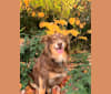 Rosie O'Doggell, an Australian Shepherd and German Shepherd Dog mix tested with EmbarkVet.com
