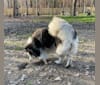 Sencia, a Siberian Husky tested with EmbarkVet.com