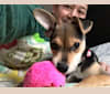 Maude, a Dachshund and Chihuahua mix tested with EmbarkVet.com