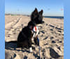 Indigo, a German Shepherd Dog and Border Collie mix tested with EmbarkVet.com