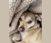 Ozzy, a Chihuahua and Pomeranian mix tested with EmbarkVet.com