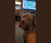 Photo of Garm, a Neapolitan Mastiff and Cane Corso mix in Texas, USA
