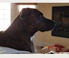 remington (remie), a Staffordshire Terrier and Labrador Retriever mix tested with EmbarkVet.com