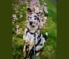 Noda, a German Shepherd Dog and Australian Shepherd mix tested with EmbarkVet.com