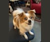 Rooster, a Chihuahua and Pekingese mix tested with EmbarkVet.com