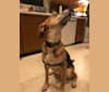Shep, a German Shepherd Dog and Beagle mix tested with EmbarkVet.com