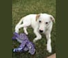 Photo of Theo, a Great Pyrenees, American Pit Bull Terrier, and Mixed mix in College Station, Texas, USA