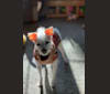 Coleen, a Rat Terrier and Poodle (Small) mix tested with EmbarkVet.com