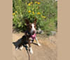 Margo, an Australian Cattle Dog and Border Collie mix tested with EmbarkVet.com