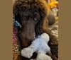 Watson, a Poodle (Standard) tested with EmbarkVet.com