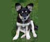 Luna, an Australian Cattle Dog and Chow Chow mix tested with EmbarkVet.com
