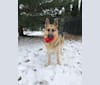 Blitz, a German Shepherd Dog tested with EmbarkVet.com