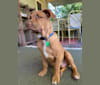 Fezzik, an American Pit Bull Terrier and Miniature/MAS-type Australian Shepherd mix tested with EmbarkVet.com