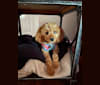 Maple Ginger, a Cavalier King Charles Spaniel and Poodle (Small) mix tested with EmbarkVet.com