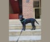 Photo of Ichabod, a Labrador Retriever, Dachshund, Chow Chow, and Russell-type Terrier mix in Asheville, North Carolina, USA