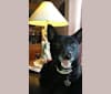 Photo of Tux, a Schipperke and Boston Terrier mix in Telford, Tennessee, USA