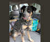 Elda, an Australian Cattle Dog and American Pit Bull Terrier mix tested with EmbarkVet.com