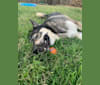 Photo of Gizmo, a Siberian Husky, German Shepherd Dog, Alaskan Malamute, and Mixed mix in California, USA