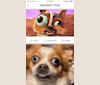 Rooster, a Chihuahua and Pekingese mix tested with EmbarkVet.com