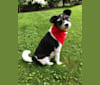 Gwen, a Miniature Pinscher and Yorkshire Terrier mix tested with EmbarkVet.com