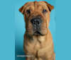 Photo of Biggie Small, a Chinese Shar-Pei  in Texas City, TX, USA