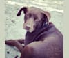 Coco, a Labrador Retriever and English Springer Spaniel mix tested with EmbarkVet.com