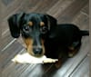 Charlie, a Beagle and Australian Cattle Dog mix tested with EmbarkVet.com