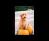 Photo of Kingsley, a Goldendoodle  in Lancaster, Pennsylvania, USA