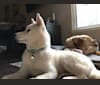 Ollie, a Siberian Husky and Alaskan Malamute mix tested with EmbarkVet.com