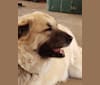 Photo of Dew, a Great Pyrenees and Mixed mix in Giddings, Texas, USA
