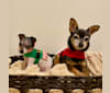 Pico, a Danish-Swedish Farmdog and Chihuahua mix tested with EmbarkVet.com