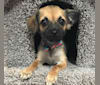 Chica, a Chihuahua and Pug mix tested with EmbarkVet.com