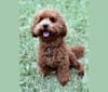 Charlie, a Poodle (Small) tested with EmbarkVet.com
