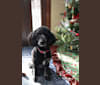 Moxie, a Poodle tested with EmbarkVet.com