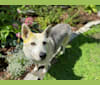 Cheyenne, a Norwegian Elkhound and Alaskan Malamute mix tested with EmbarkVet.com