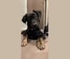Poppy, a German Shepherd Dog and Labrador Retriever mix tested with EmbarkVet.com