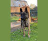 Layla, a Dutch Shepherd tested with EmbarkVet.com
