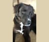 Kodie, a Great Pyrenees and Brittany mix tested with EmbarkVet.com