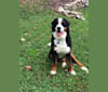 Cooper, a Bernese Mountain Dog tested with EmbarkVet.com