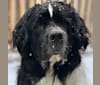 Photo of Huey, a Newfoundland  in Tennessee, USA