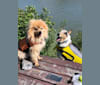 Grizzle, a Pomeranian tested with EmbarkVet.com
