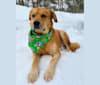 Ozzie, a Great Pyrenees and Chow Chow mix tested with EmbarkVet.com