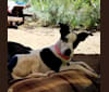 Maui, a Formosan Mountain Dog and Beagle mix tested with EmbarkVet.com
