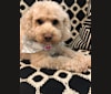 Lily, a Goldendoodle tested with EmbarkVet.com