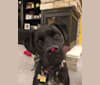 Ellie, a Boxer and Labrador Retriever mix tested with EmbarkVet.com