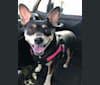 Sadie Linn, a Rat Terrier and Chihuahua mix tested with EmbarkVet.com