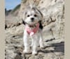 Kara, a Biewer Terrier and Maltese mix tested with EmbarkVet.com