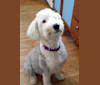 Ginger Happy As Can Busy Bee, an Old English Sheepdog tested with EmbarkVet.com