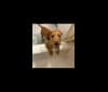 Photo of Teddy, a Beagle and Irish Terrier mix in Kentucky, USA