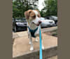 Apollo, a Beagle and Pomeranian mix tested with EmbarkVet.com